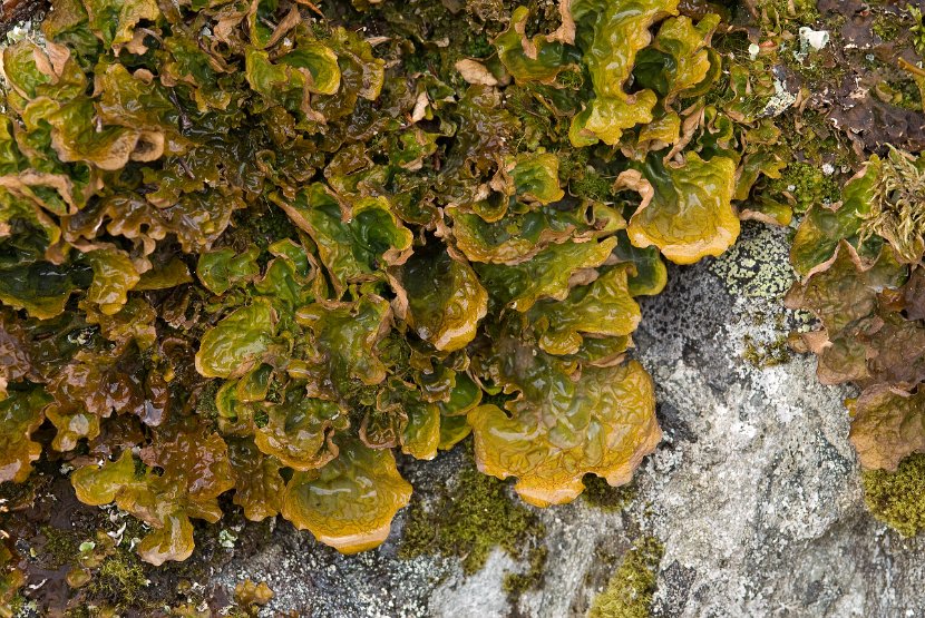 Lobaria linita-3